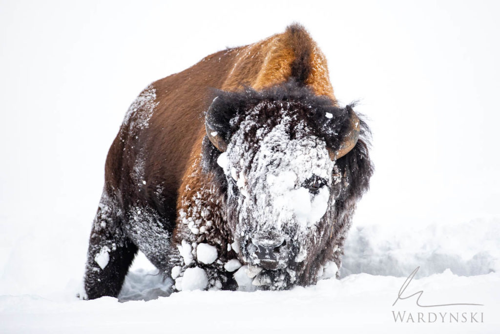 Mike Wardynski - Bucket list photography trips-Bison in winter