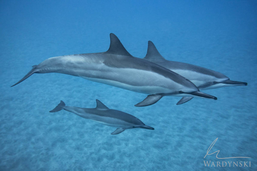 Mike Wardynski - Bucket list photography trips-Underwater photography