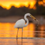 White Bird eating shrimps