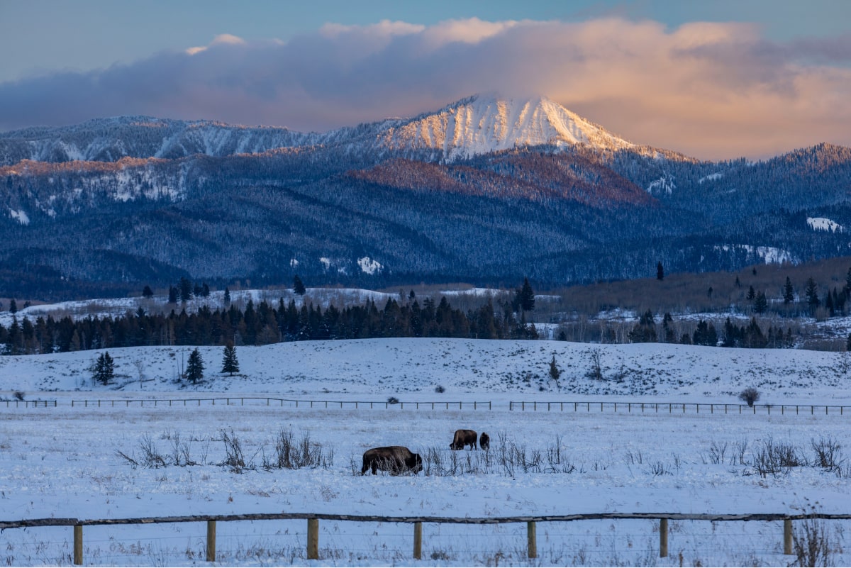 landscape with buffalo in the distance