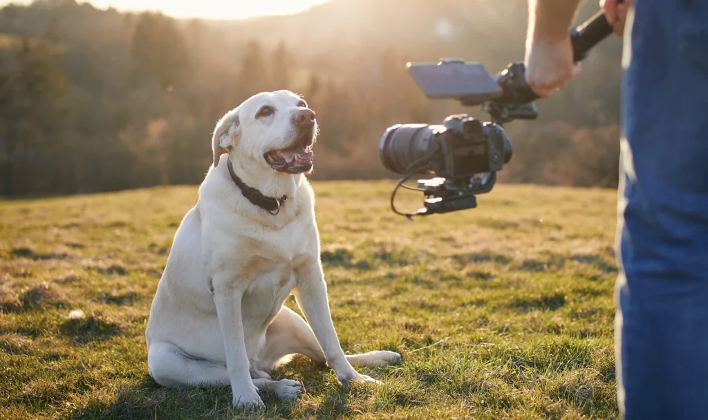 A videographer captures a close-up moment of a happy dog sitting in an outdoor field.