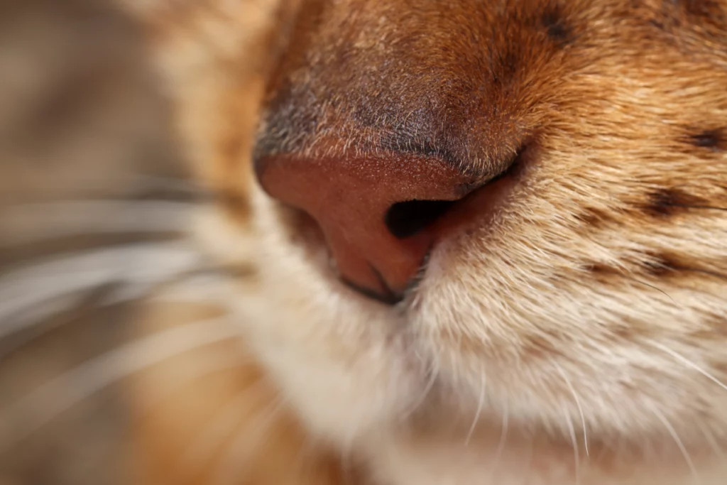 Close-up of an orange and brown cat's nose.